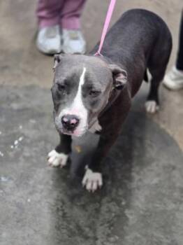 Plateau -  Mixed Breed Dog for Adoption in Fort Worth, Texas - Plateau | PetCurious