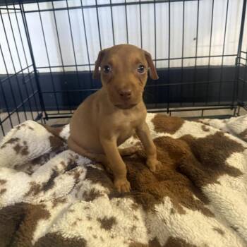 Louie -  Mixed Breed Dog for Adoption in San Diego, California - Louie | PetCurious