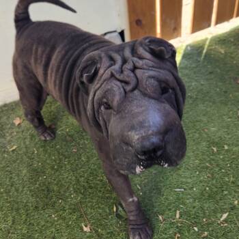 Rescue Shar Pei Dogs for Adoption in Austin, Texas - Sharpie JuM | PetCurious