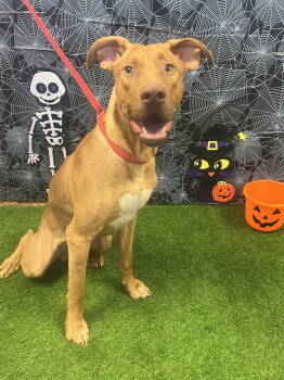 Rescue Vizsla and Rhodesian Ridgeback Dogs for Adoption in Euless, Texas - Ringo | PetCurious