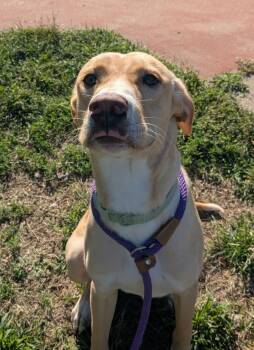 Rescue Hound and Labrador Retriever Dogs for Adoption in Osage Beach, Missouri - Drake | PetCurious