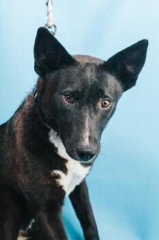 Shepherd and Mixed Breed Dogs Available for Adoption in Minneapolis, Minnesota - Ellie | PetCurious