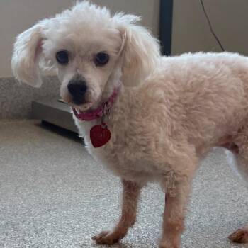 Maltese Dogs Available for Adoption in Englewood, Florida - Abby | PetCurious
