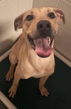 Haze -  Mixed Breed Dog for Adoption in Ocala, Florida - Haze | PetCurious