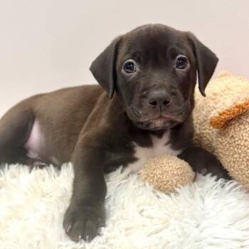 Draco Starstruck -  Plott Hound Dog for Adoption in Andover, Massachusetts - Draco Starstruck | PetCurious