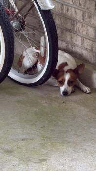 Trojan -  Rat Terrier and Mixed Breed Dog for Adoption in Port St. Joe, Florida - Trojan | PetCurious