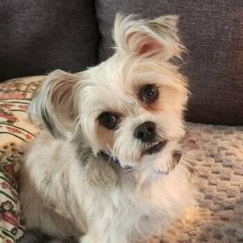 Rescue Terrier Dogs for Adoption in Tulsa, Oklahoma - Krissy (and Kenzie) | PetCurious