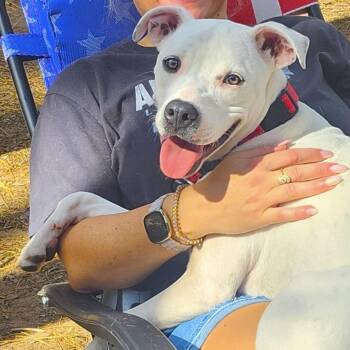 Nester -  Terrier Dog for Adoption in Shakopee, Minnesota - Nester | PetCurious