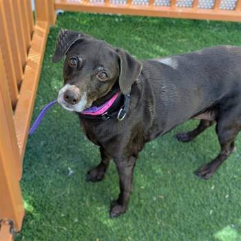 LALA -  Labrador Retriever and Chihuahua Dog for Adoption in Las Vegas, Nevada - LALA | PetCurious