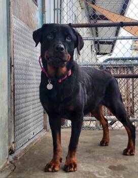 Ursula -  Rottweiler Dog for Adoption in Peru, Illinois - Ursula | PetCurious