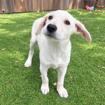 Heath -  Labrador Retriever and Yellow Labrador Retriever Dog for Adoption in Corpus Christi, Texas - Heath | PetCurious