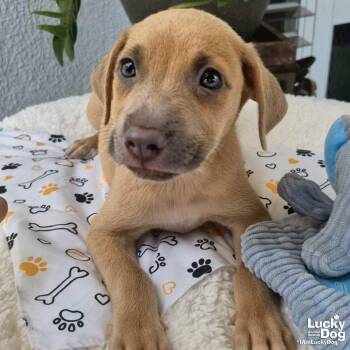Obi -  Dachshund Dog for Adoption in Washington, District Of Columbia - Obi | PetCurious
