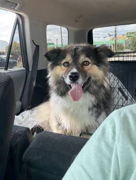 Rescue Australian Shepherd Dogs for Adoption in Chinle, Arizona - Cat, The Dog | PetCurious