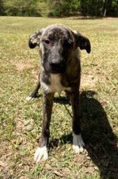 Dutch Shepherd and Anatolian Shepherd Dogs Available for Adoption in Attalla, Alabama - Joella | PetCurious