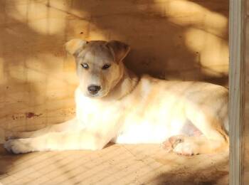 Rescue Retriever and Mixed Breed Dogs for Adoption in Longview, Texas - Atlas | PetCurious