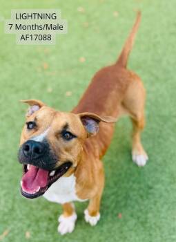 Lightning -  Pit Bull Terrier Dog for Adoption - Lightning | PetCurious