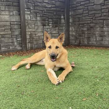 Gregory 6070 -  Shepherd Dog for Adoption in Loxahatchee Groves, Florida - Gregory 6070 | PetCurious