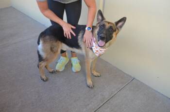 Goblin -  German Shepherd Dog Dog for Adoption in Mckinney, Texas - Goblin | PetCurious