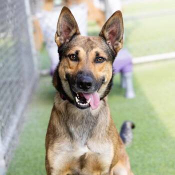 Rescue German Shepherd Dog and Mixed Breed Dogs for Adoption in Camarillo, California - ZEUS | PetCurious