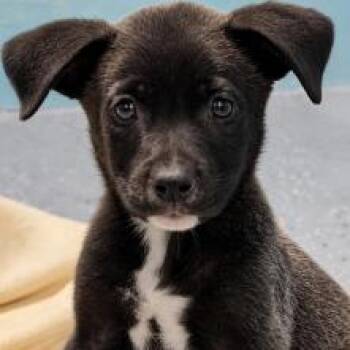 Tripp -  Labrador Retriever Dog for Adoption in South Elgin, Illinois - Tripp | PetCurious