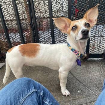 Petunia -  Mixed Breed Dog for Adoption in San Francisco, California - Petunia | PetCurious