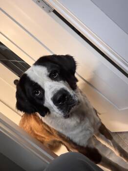 Rescue Saint Bernard Dogs for Adoption in Port Angeles, Washington - Morgan | PetCurious
