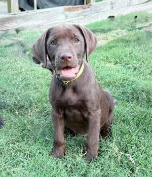 Dustin -  Mixed Breed Dog for Adoption in Northwood, New Hampshire - Dustin | PetCurious
