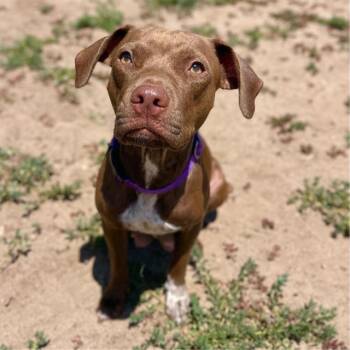 MIMI -  Pit Bull Terrier and Vizsla Dog for Adoption in Aurora, Colorado - MIMI | PetCurious