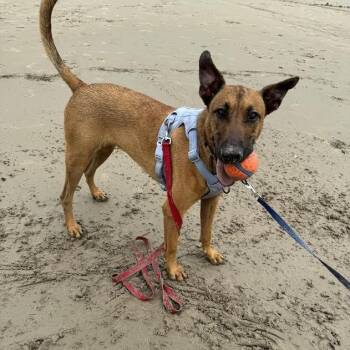 Brooklyn Cherry Your Sunshine Sidekick -  German Shepherd Dog and Belgian Shepherd Malinois Dog for Adoption in Friendswood, Texas - Brooklyn Cherry Your Sunshine Sidekick | PetCurious