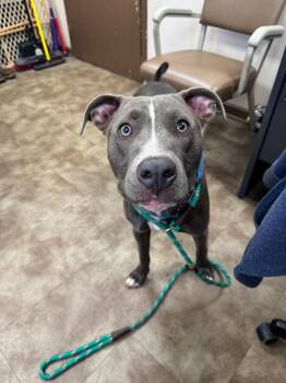 Twizzler -  Mixed Breed Dog for Adoption in Springfield, Ohio - Twizzler | PetCurious