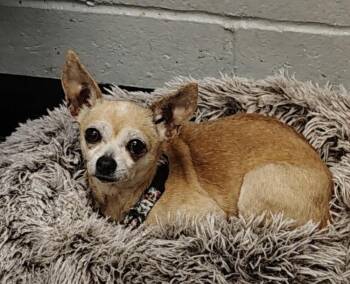 Carly -  Chihuahua Dog for Adoption in Sudbury, Massachusetts - Carly | PetCurious