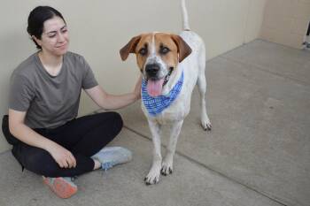 Labrador Retriever Dogs Available for Adoption in Mckinney, Texas - Tarik | PetCurious