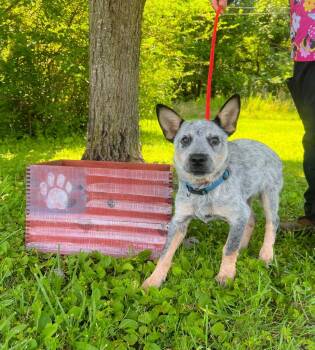 Tommy -  Australian Cattle Dog Blue Heeler Dog for Adoption in Murray, Kentucky - Tommy | PetCurious