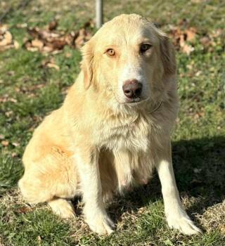 Great Pyrenees and Retriever Dogs Available for Adoption - Elizabeth | PetCurious