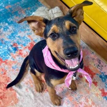 Maple Portillo -  Pit Bull Terrier and German Shepherd Dog Dog for Adoption in Friendswood, Texas - Maple Portillo | PetCurious