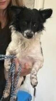 Larry -  Papillon Dog for Adoption in Dawson, Georgia - Larry | PetCurious