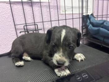61128676 -  Labrador Retriever and Mixed Breed Dog for Adoption in El Paso, Texas - 61128676 | PetCurious