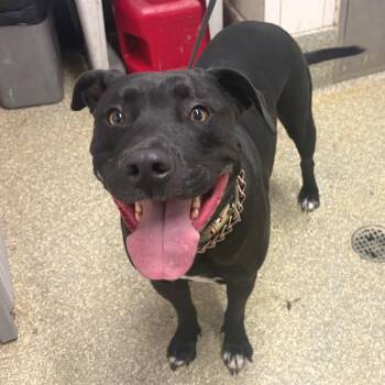 Riley -  Pit Bull Terrier Dog for Adoption in San Gabriel, California - Riley | PetCurious