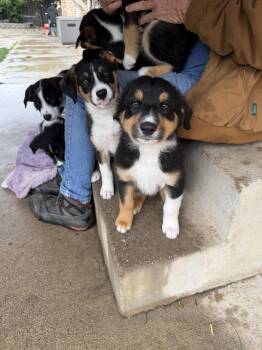 Border Collie and Mcnab Dogs Available for Adoption in Salt Lake City, Utah - Linguine Pasta | PetCurious