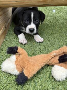 Boxer and Pit Bull Terrier Dogs Available for Adoption in Austin, Texas - Totes MaGoats Adobes | PetCurious