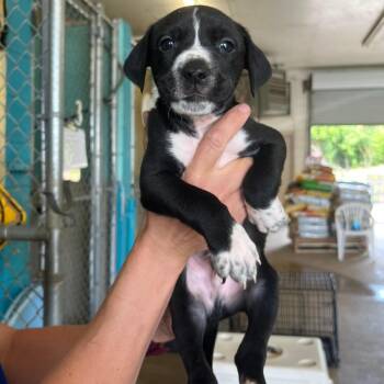 CT Brussel Sprout avail Jul 4 -  Labrador Retriever and Mixed Breed Dog for Adoption in Eastford, Connecticut - CT Brussel Sprout Avail Jul 4 | PetCurious