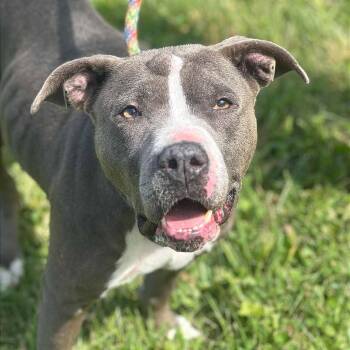 Rescue Mixed Breed Dogs for Adoption in Huntington, West Virginia - Andromeda | PetCurious