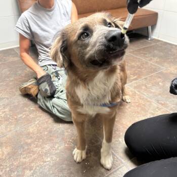 Mothman -  Retriever and Terrier Dog for Adoption in Ojai, California - Mothman | PetCurious