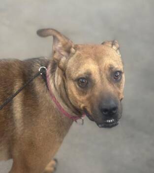 Mixed Breed Dogs Available for Adoption in Dallas, Texas - RIVER | PetCurious