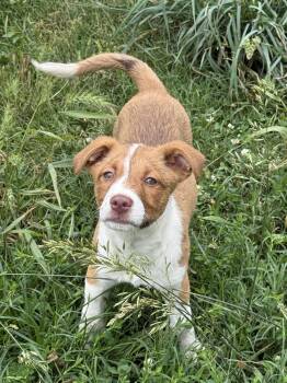 Labrador Retriever Dogs Available for Adoption in Nashville, Tennessee - Hazelnut (F) | PetCurious