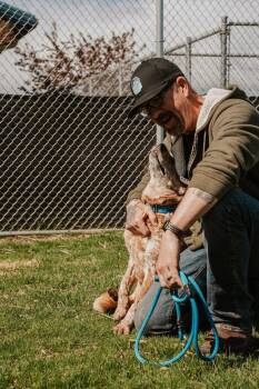 Australian Cattle Dog Blue Heeler and Cattle Dog Dogs Available for Adoption in Newberg, Oregon - Lady Bug | PetCurious