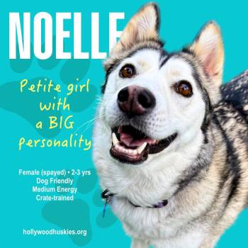 Noelle -  Husky Dog for Adoption in Los Angeles, California - Noelle | PetCurious