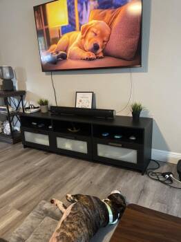 Benz -  American Bully Dog for Adoption in Lakeland, Florida - Benz | PetCurious
