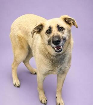 Anatolian Shepherd and Mixed Breed Dogs Available for Adoption in Bowling Green, Kentucky - Abbie | PetCurious