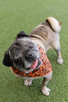 McRib -  Pug Dog for Adoption in Gardena, California - McRib | PetCurious
